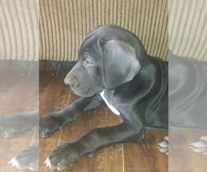 Mother of the Great Dane puppies born on 05/12/2025
