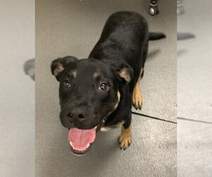 Rottweiler-Unknown Mix Dogs for adoption in Corpus Christi, TX, USA