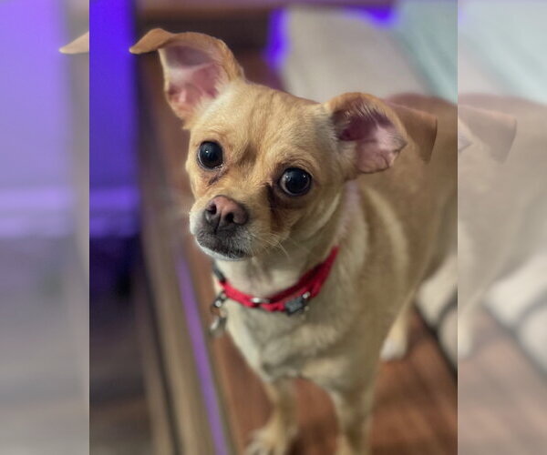 Medium Photo #4 Chihuahua Puppy For Sale in Techny, IL, USA