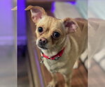 Small #3 Chihuahua