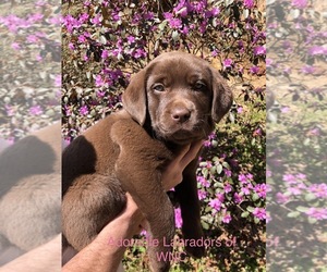 Labrador Retriever Puppy for sale in SYLVA, NC, USA