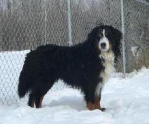Father of the Bernese Mountain Dog puppies born on 10/01/2021