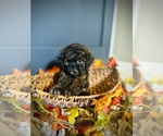 Small #5 Poodle (Toy)