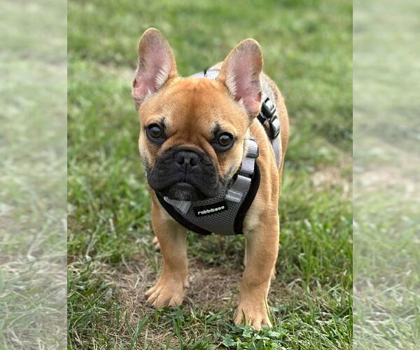 Medium Photo #1 French Bulldog Puppy For Sale in Spring Lake, NJ, USA