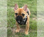Small French Bulldog