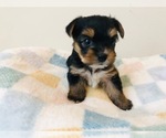 Puppy Puppy 3 Yorkshire Terrier