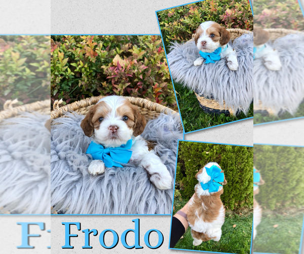 Medium Photo #6 Cockapoo (Toy) Puppy For Sale in PAYETTE, ID, USA