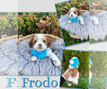 Puppy Frodo Cockapoo
