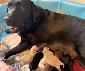 Mother of the Labrador Retriever puppies born on 03/08/2023
