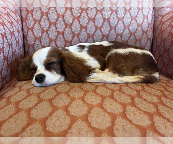 Medium Photo #1 Cavalier King Charles Spaniel Puppy For Sale in LAWRENCE, MI, USA