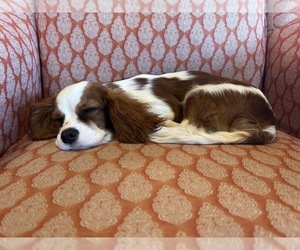 Cavalier King Charles Spaniel Puppy for sale in LAWRENCE, MI, USA