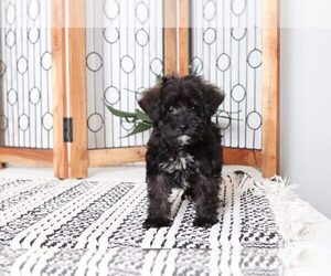 Schnoodle (Miniature) Puppy for sale in NAPLES, FL, USA