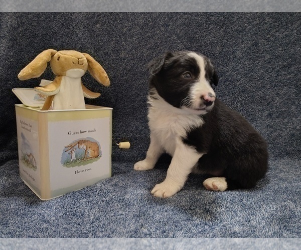 Medium Photo #19 Border Collie Puppy For Sale in NORBORNE, MO, USA