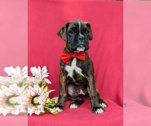 Boxer Puppy for sale in KIRKWOOD, PA, USA