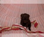 Small Photo #5 Labradoodle Puppy For Sale in GALION, OH, USA