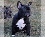 Small Photo #8 Faux Frenchbo Bulldog Puppy For Sale in EPHRATA, PA, USA