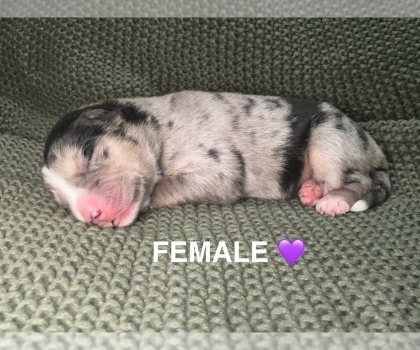 Medium Photo #5 Aussie Siberian Puppy For Sale in LADY LAKE, FL, USA