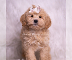 Small Photo #68 Maltipoo (Miniature) Puppy For Sale in WARSAW, IN, USA