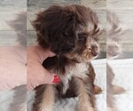 Small #4 Cavapoo