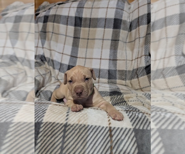 Medium Photo #1 American Pit Bull Terrier Puppy For Sale in HERSEY, MI, USA
