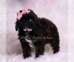Small Photo #7 Poodle (Toy) Puppy For Sale in WARSAW, IN, USA