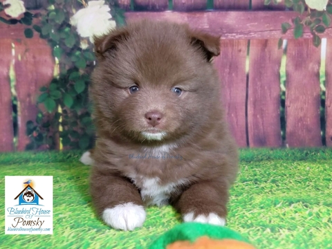 Medium Photo #5 Pomeranian-Pomsky Mix Puppy For Sale in ANDOVER, MN, USA
