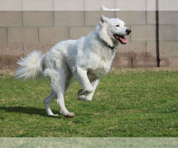 Medium Photo #7 Golden Pyrenees Puppy For Sale in Glendale , AZ, USA