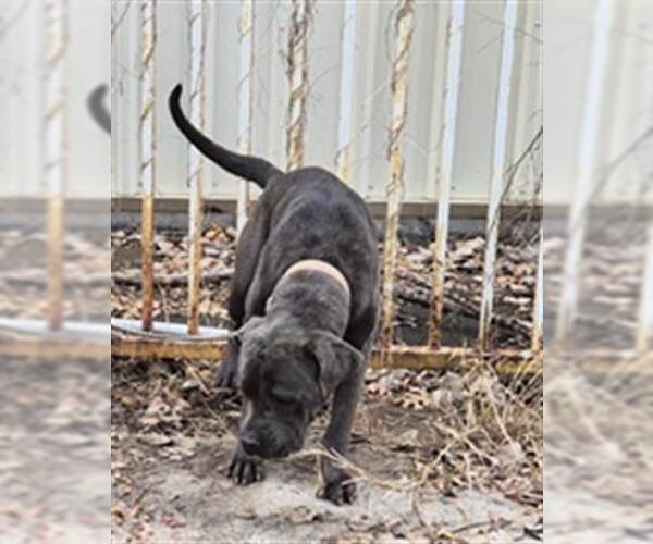 Medium Photo #1 Mastiff Puppy For Sale in Houston, TX, USA