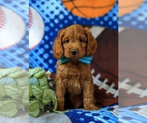 Cock-A-Poo Puppy for sale in KIRKWOOD, PA, USA