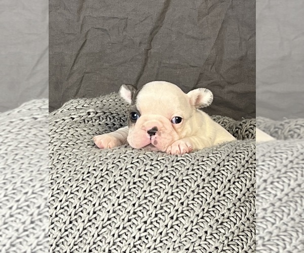 Medium Photo #12 French Bulldog Puppy For Sale in MILLVILLE, MN, USA