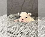 Small #11 French Bulldog