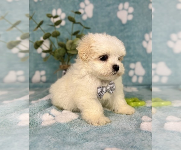Medium Photo #3 Mal-Shi Puppy For Sale in NOBLESVILLE, IN, USA