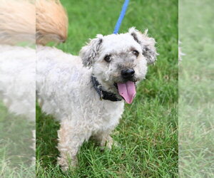 Mutt Dogs for adoption in Glen Allen, VA, USA