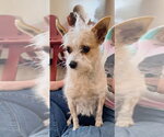 Small Photo #3 Chihuahua-Unknown Mix Puppy For Sale in Mundelein, IL, USA