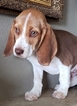 Small Photo #19 Beagle Puppy For Sale in EL CAJON, CA, USA