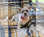 Puppy Dale French Bulldog