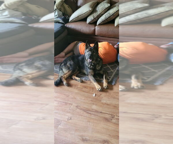 Medium Photo #13 German Shepherd Dog Puppy For Sale in Evansville, IN, USA