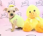 Small Photo #14 Chihuahua Puppy For Sale in LAS VEGAS, NV, USA