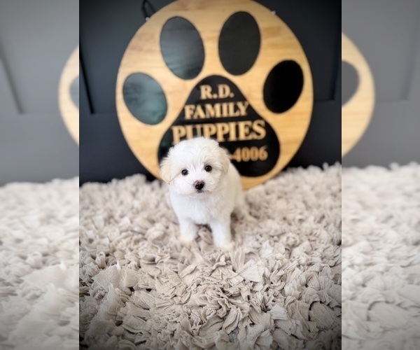 Medium Photo #2 Maltipoo (Toy) Puppy For Sale in CROSSVILLE, TN, USA