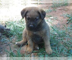 Labradoodle-Unknown Mix Puppy for sale in GILKEY, NC, USA