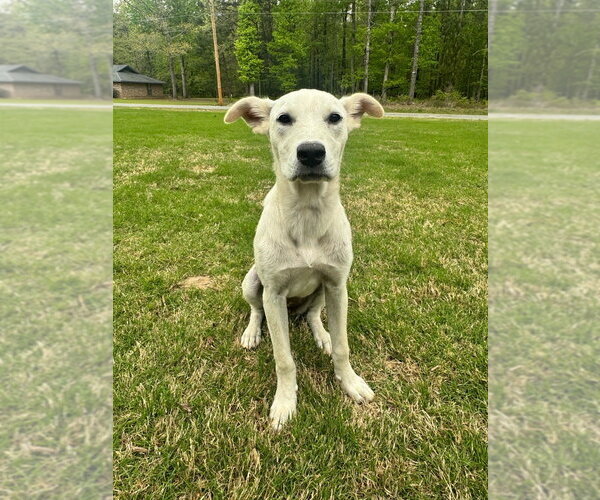 Medium Photo #1 Labrador Retriever-Unknown Mix Puppy For Sale in Boston, MA, USA