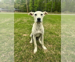 Labrador Retriever-Unknown Mix Dogs for adoption in Boston, MA, USA