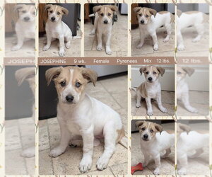 Great Pyrenees-Unknown Mix Dogs for adoption in Mesa, AZ, USA