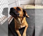 Small #4 Puggle