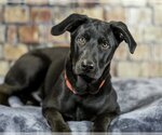 Small Photo #6 Labrador Retriever-Unknown Mix Puppy For Sale in Farmington, MN, USA