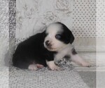 Small #13 Miniature Australian Shepherd