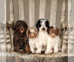 Small #1 Poodle (Miniature)