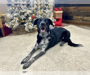 Border Collie-German Shorthaired Pointer Mix Dogs for adoption in New Albany, OH, USA