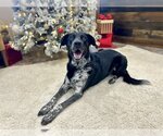 Small Photo #1 Border Collie-German Shorthaired Pointer Mix Puppy For Sale in New Albany, OH, USA