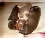Small Photo #27 Dachshund Puppy For Sale in LAKEBAY, WA, USA